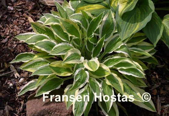 Hosta Juha